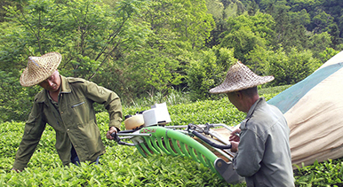 福建顺昌：采摘岩茶