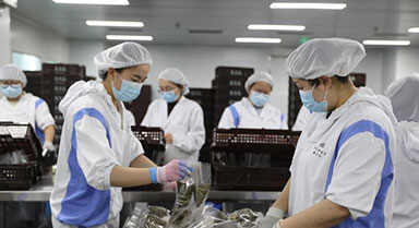 寧夏銀川：粽香迎端午 企業趕制忙